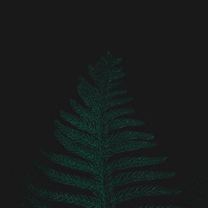 Preview wallpaper ostrich fern, leaf, plant, green, dark