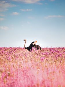 Preview wallpaper ostrich, flowers, bird, field