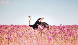 Preview wallpaper ostrich, flowers, bird, field