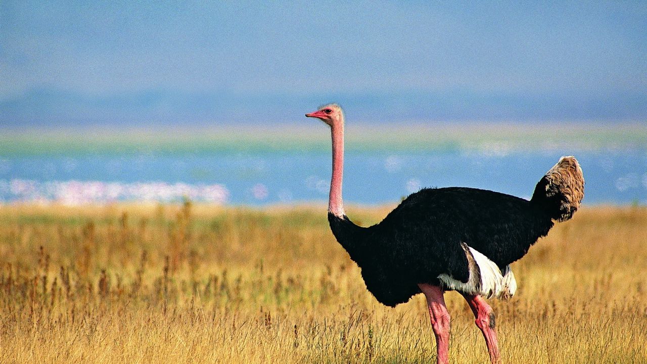 Wallpaper ostrich, grass, walking, bird