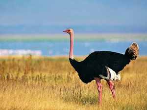 Preview wallpaper ostrich, grass, walking, bird