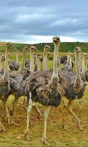 Preview wallpaper ostriches, africa, birds, grass