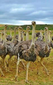 Preview wallpaper ostriches, africa, birds, grass