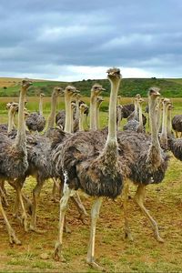 Preview wallpaper ostriches, africa, birds, grass