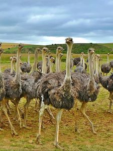 Preview wallpaper ostriches, africa, birds, grass