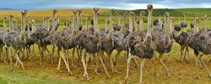 Preview wallpaper ostriches, africa, birds, grass