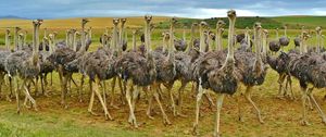 Preview wallpaper ostriches, africa, birds, grass