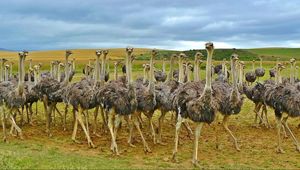 Preview wallpaper ostriches, africa, birds, grass