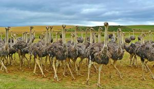 Preview wallpaper ostriches, africa, birds, grass