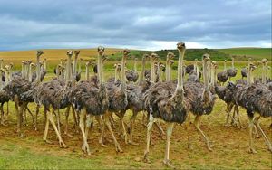 Preview wallpaper ostriches, africa, birds, grass