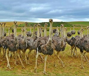 Preview wallpaper ostriches, africa, birds, grass