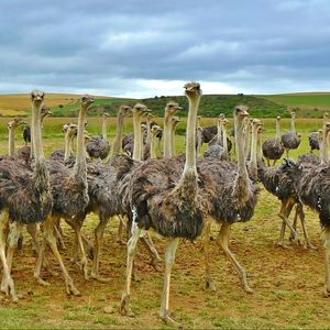 Preview wallpaper ostriches, africa, birds, grass