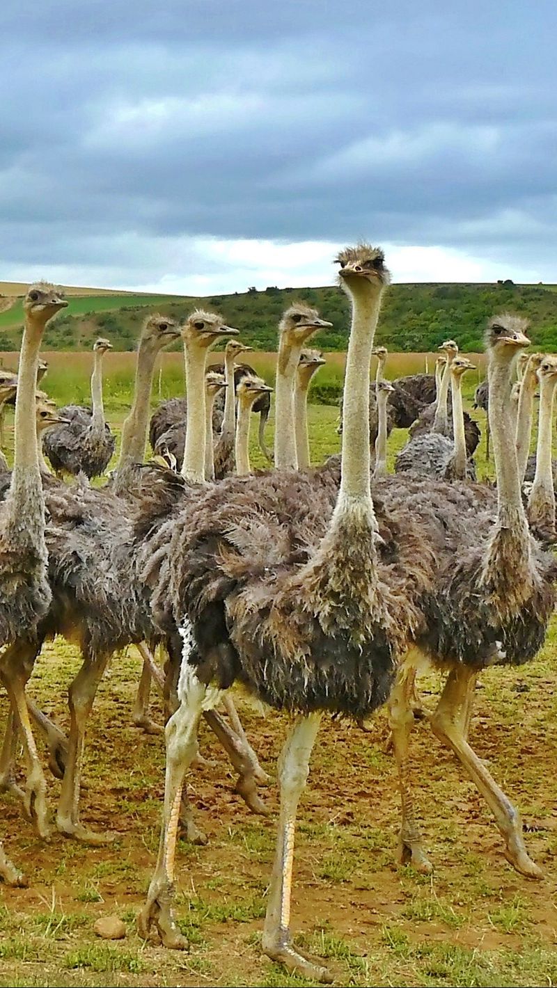 Funny Ostrich Wallpapers  Top Free Funny Ostrich Backgrounds   WallpaperAccess
