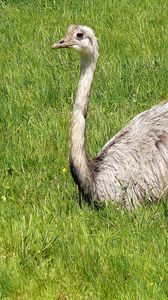 Preview wallpaper ostriches, couple, beak, field, grass
