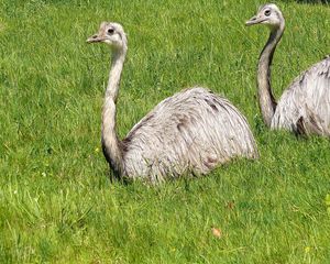 Preview wallpaper ostriches, couple, beak, field, grass