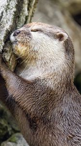Preview wallpaper otter, animal, log, muzzle, profile, hugs, rest