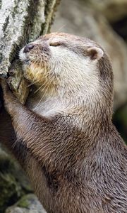 Preview wallpaper otter, animal, log, muzzle, profile, hugs, rest