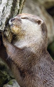 Preview wallpaper otter, animal, log, muzzle, profile, hugs, rest