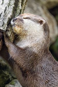 Preview wallpaper otter, animal, log, muzzle, profile, hugs, rest
