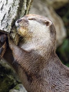 Preview wallpaper otter, animal, log, muzzle, profile, hugs, rest