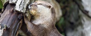 Preview wallpaper otter, animal, log, muzzle, profile, hugs, rest