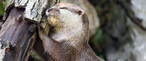 Preview wallpaper otter, animal, log, muzzle, profile, hugs, rest