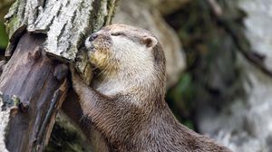 Preview wallpaper otter, animal, log, muzzle, profile, hugs, rest