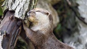 Preview wallpaper otter, animal, log, muzzle, profile, hugs, rest