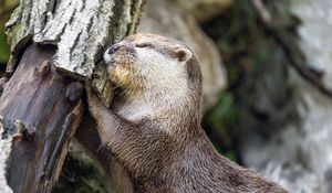 Preview wallpaper otter, animal, log, muzzle, profile, hugs, rest