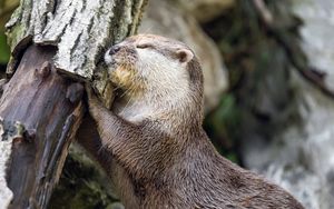 Preview wallpaper otter, animal, log, muzzle, profile, hugs, rest