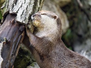 Preview wallpaper otter, animal, log, muzzle, profile, hugs, rest