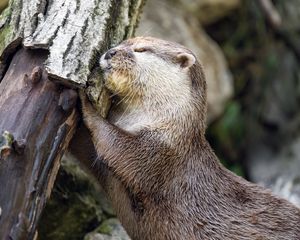 Preview wallpaper otter, animal, log, muzzle, profile, hugs, rest