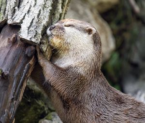 Preview wallpaper otter, animal, log, muzzle, profile, hugs, rest