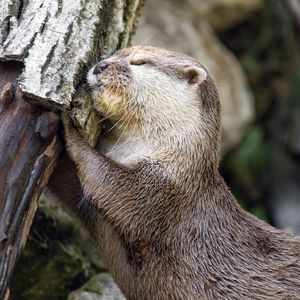 Preview wallpaper otter, animal, log, muzzle, profile, hugs, rest