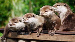 Preview wallpaper otter, animal, logs