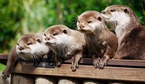 Preview wallpaper otter, animal, logs