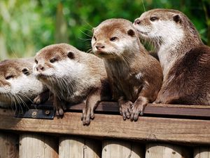 Preview wallpaper otter, animal, logs