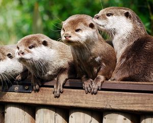 Preview wallpaper otter, animal, logs