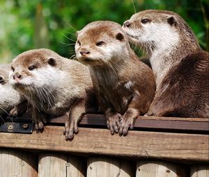 Preview wallpaper otter, animal, logs