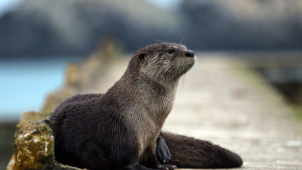 Wallpaper otter, animal, muzzle, hair