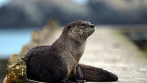 Preview wallpaper otter, animal, muzzle, hair