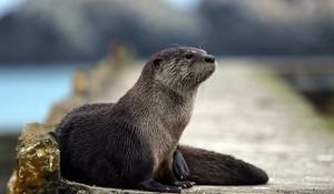 Preview wallpaper otter, animal, muzzle, hair