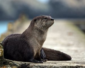 Preview wallpaper otter, animal, muzzle, hair