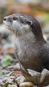 Preview wallpaper otter, animal, nature, wildlife, fur, rocks, leaves