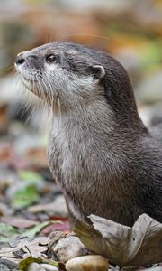 Preview wallpaper otter, animal, nature, wildlife, fur, rocks, leaves