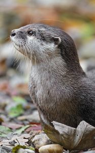 Preview wallpaper otter, animal, nature, wildlife, fur, rocks, leaves