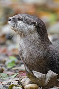 Preview wallpaper otter, animal, nature, wildlife, fur, rocks, leaves