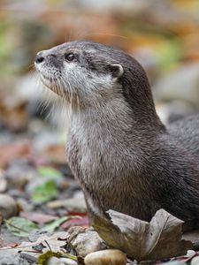 Preview wallpaper otter, animal, nature, wildlife, fur, rocks, leaves