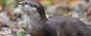 Preview wallpaper otter, animal, nature, wildlife, fur, rocks, leaves