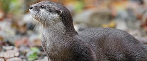 Preview wallpaper otter, animal, nature, wildlife, fur, rocks, leaves